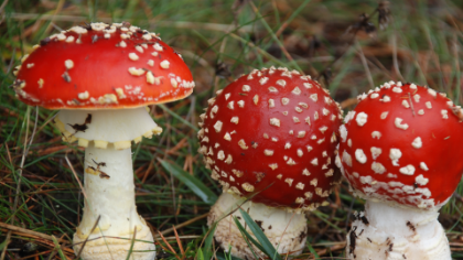 Disposizioni per la raccolta funghi nel territorio di competenza della provincia di Treviso