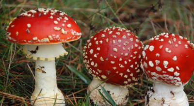 Raccolta funghi 2026