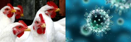  INFLUENZA AVIARIA - ISTITUZIONE DI UN'AREA SENSIBILE