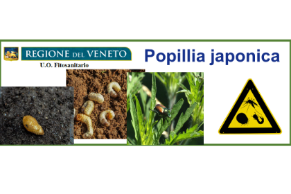 Sospetta presenza della brochure Popillia japonica Sospetta presenza della brochure Popillia japonica