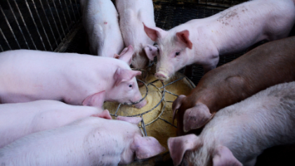 Peste Suina Africana - Proroga ordinanza del Ministero dell’Interno