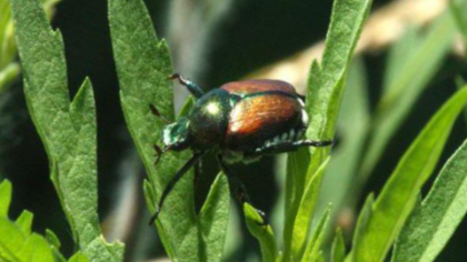 Allerta Popillia japonica: guida e segnalazioni per i cittadini