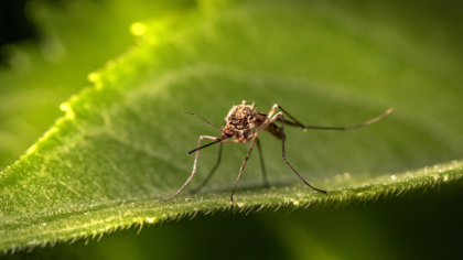 Zanzare e West Nile Virus in provincia di Treviso