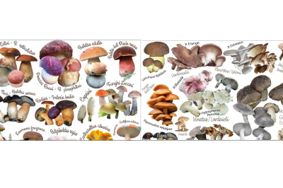 logo Corso per Micologi nel biennio 2025-2026