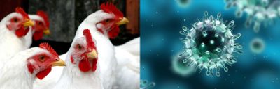 influenza-aviaria