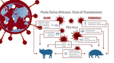 La peste suina La peste suina