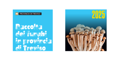 logo raccolta funghi 2025 logo raccolta funghi 2025
