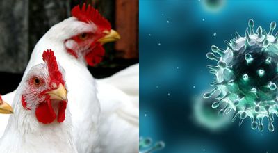 influenza-aviaria