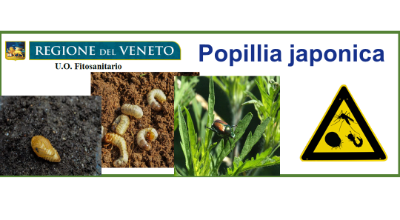 logo Popillia japonica logo Popillia japonica