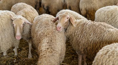 high-angle-sheep-herd-with-grass
